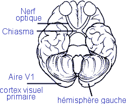 l'oeil et le cerveau, les aires visuelles, la fonction de l'oeil par rapport au cerveau, le nerf optique, le chiasma optique, le chiasme optique, le champ visuel, l'aire V1 © Ophtasurf