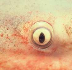 oeil de requin Carcharinus feucas